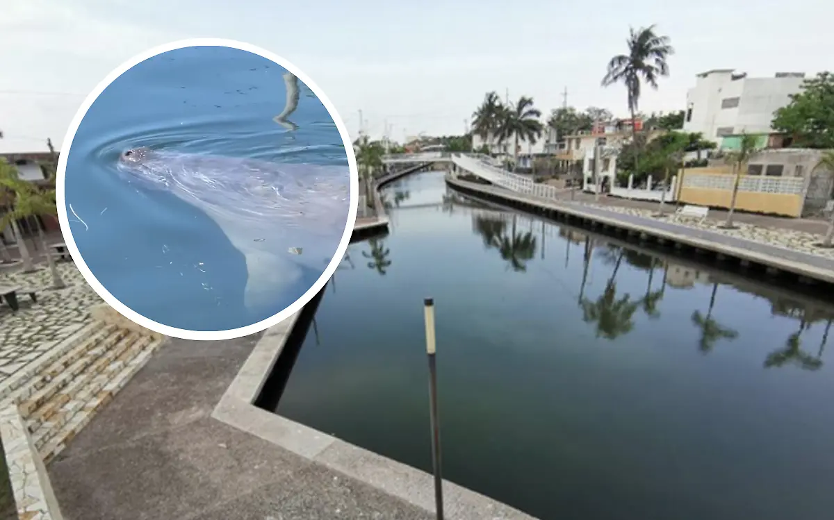 Los manatíes fueron captados nadando en el canal de la Cortadura de Tampico